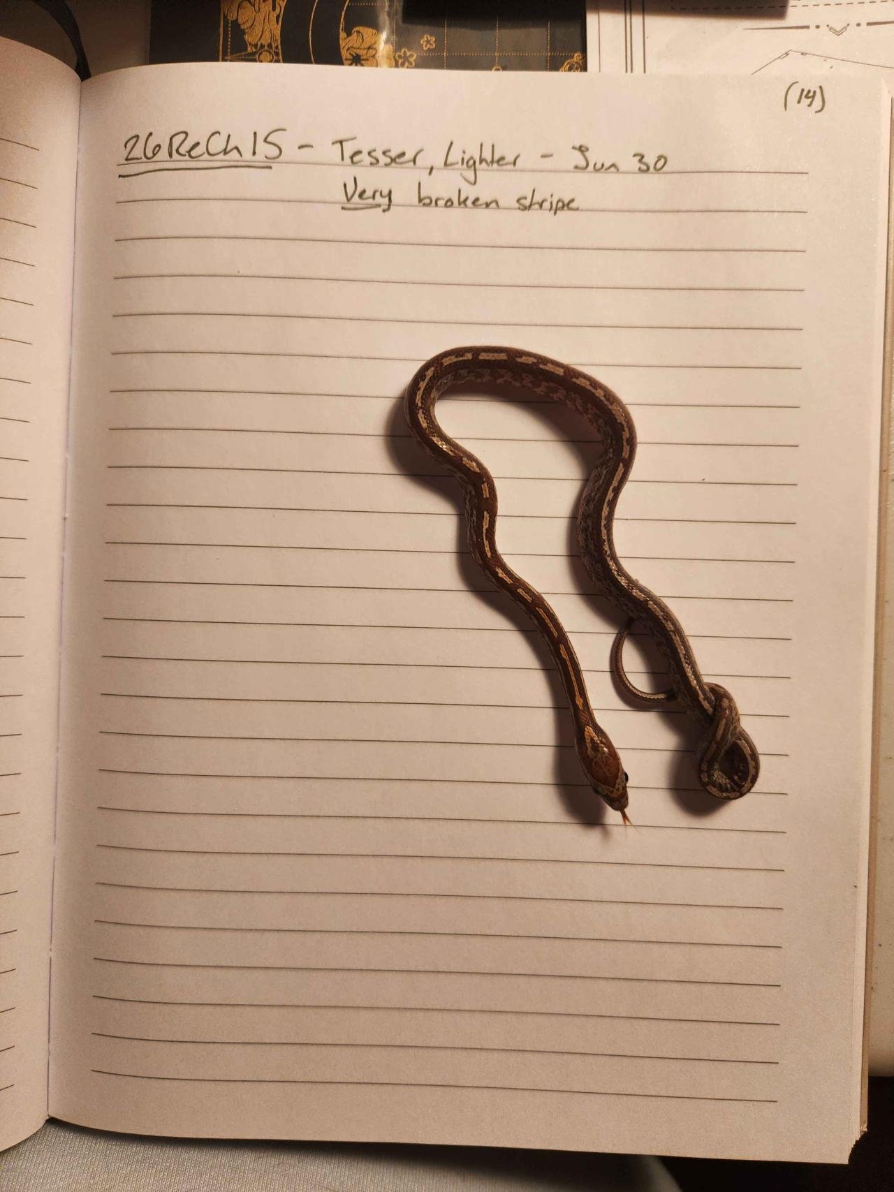 Tessera corn snake hatchling