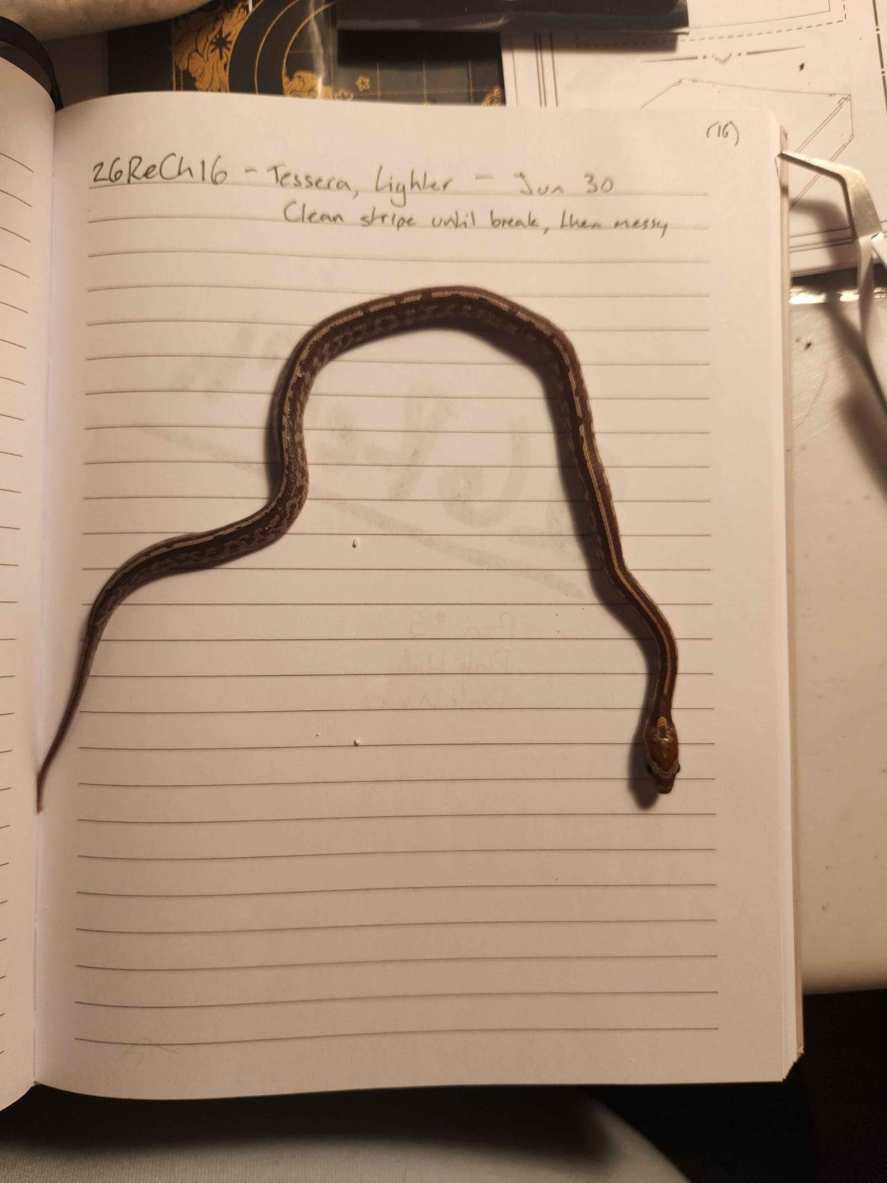 Tessera corn snake hatchling