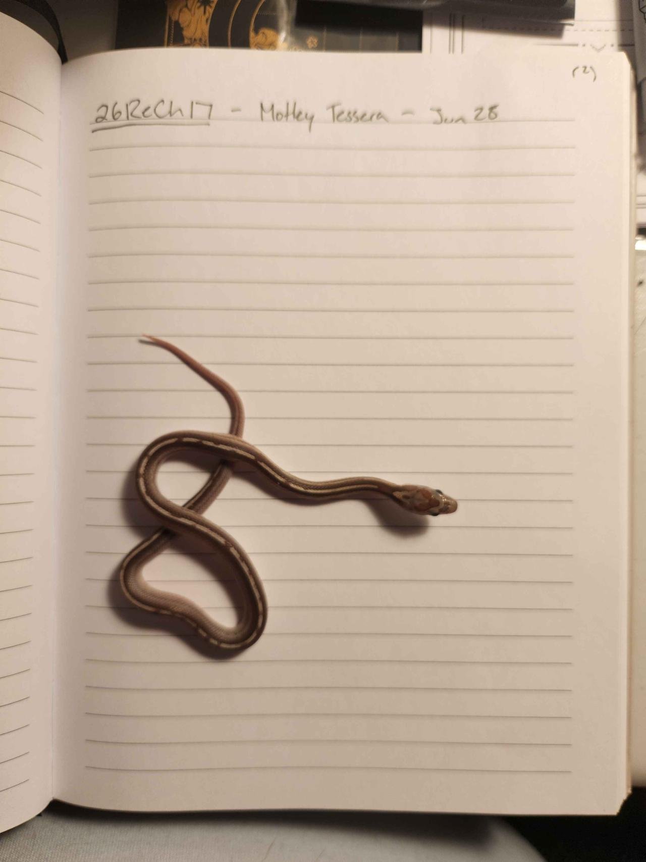 Tessera motley corn snake hatchling