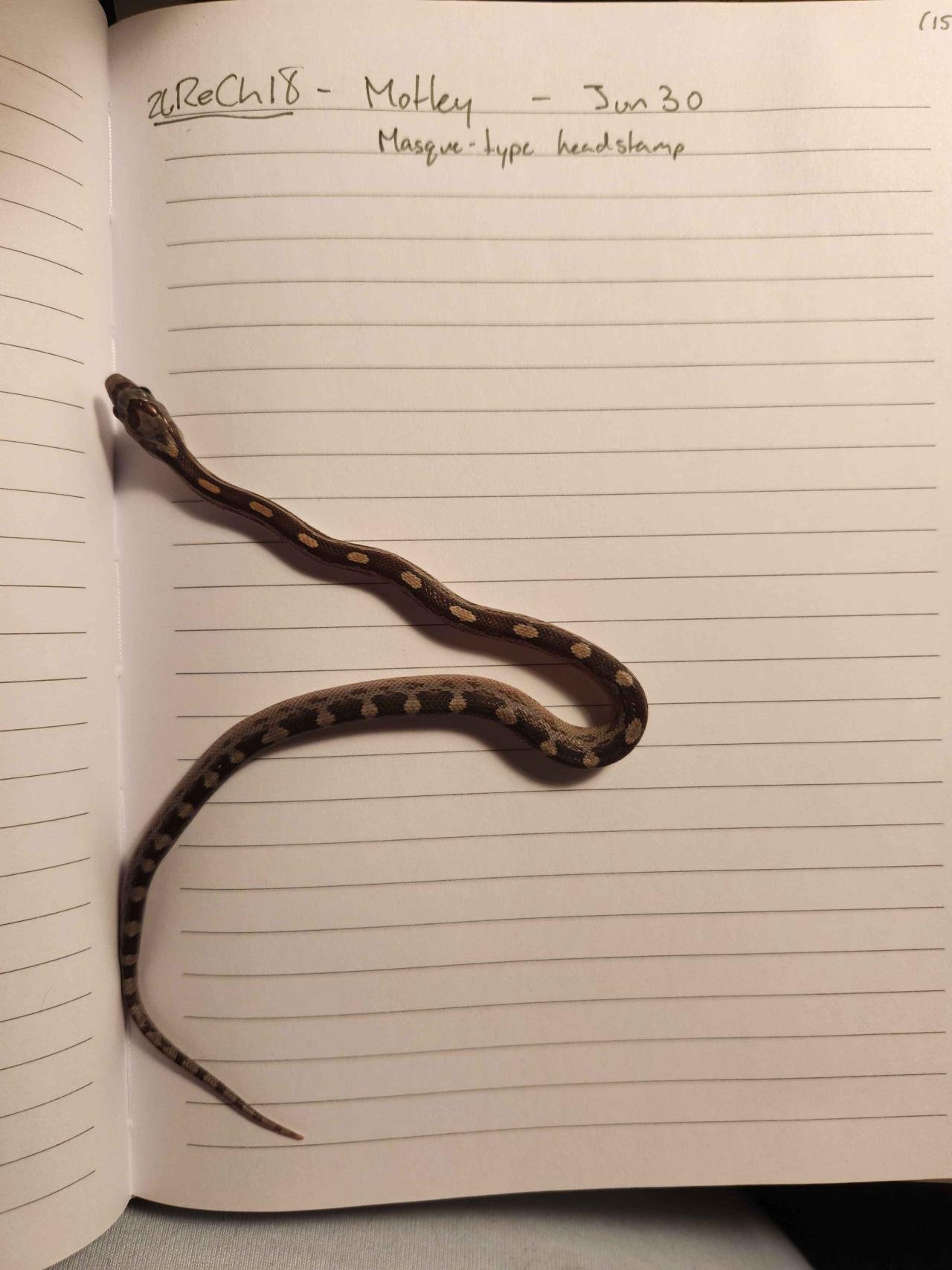 Motley corn snake hatchling