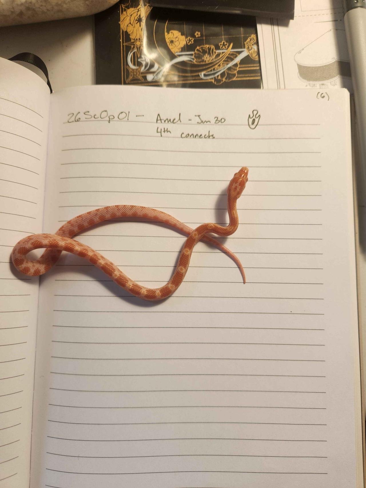 Amelanistic corn snake hatchling