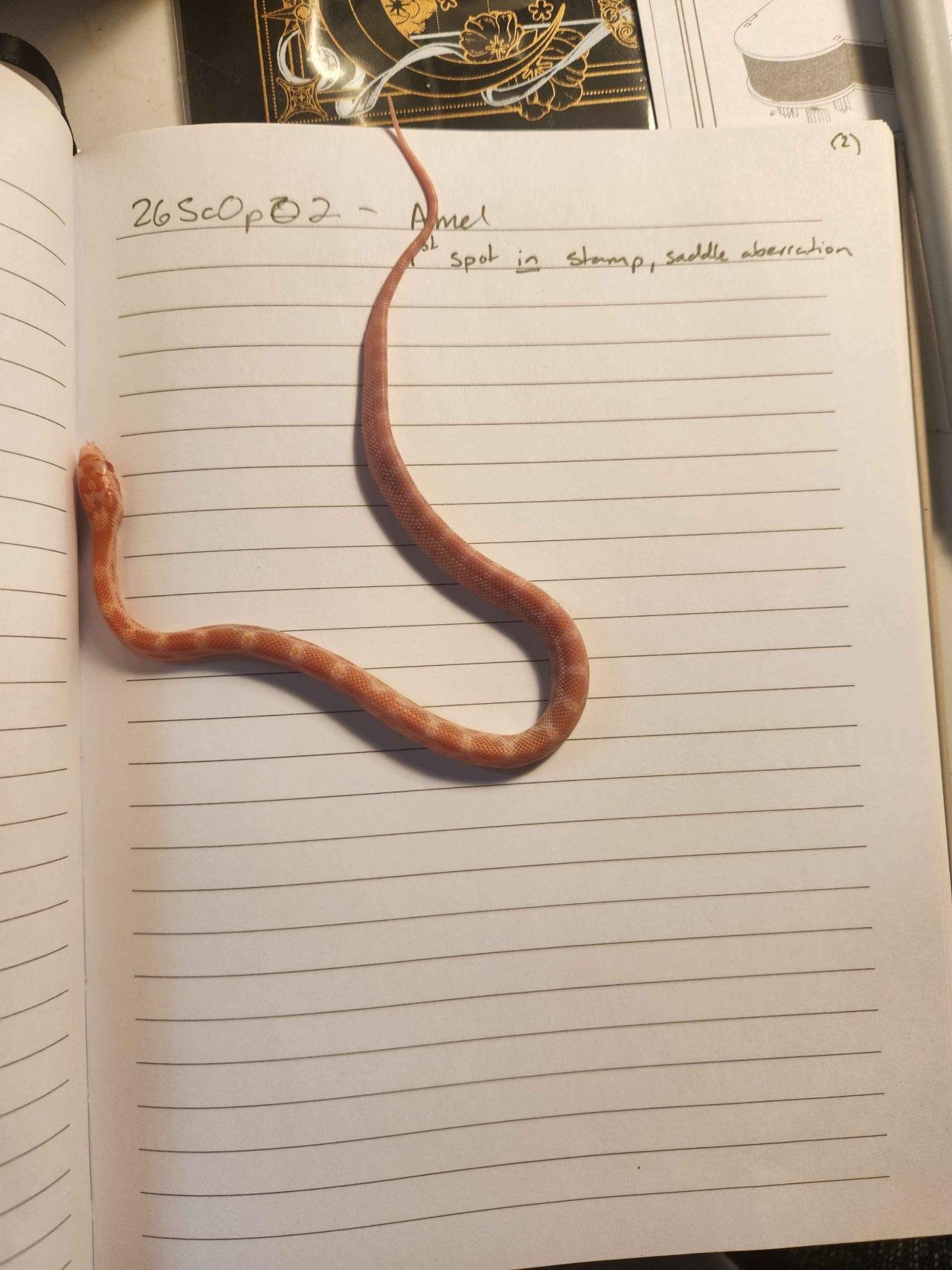 Amelanistic corn snake hatchling