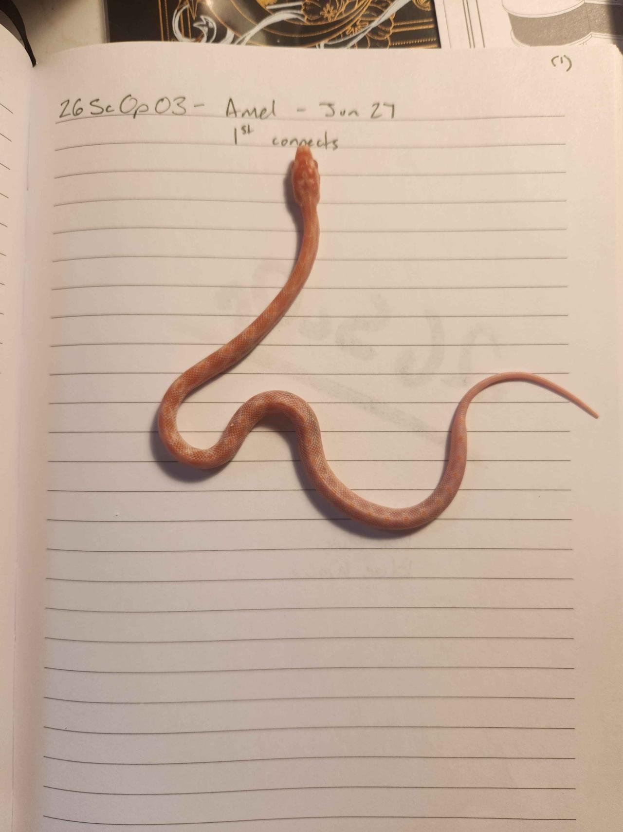 Amelanistic corn snake hatchling