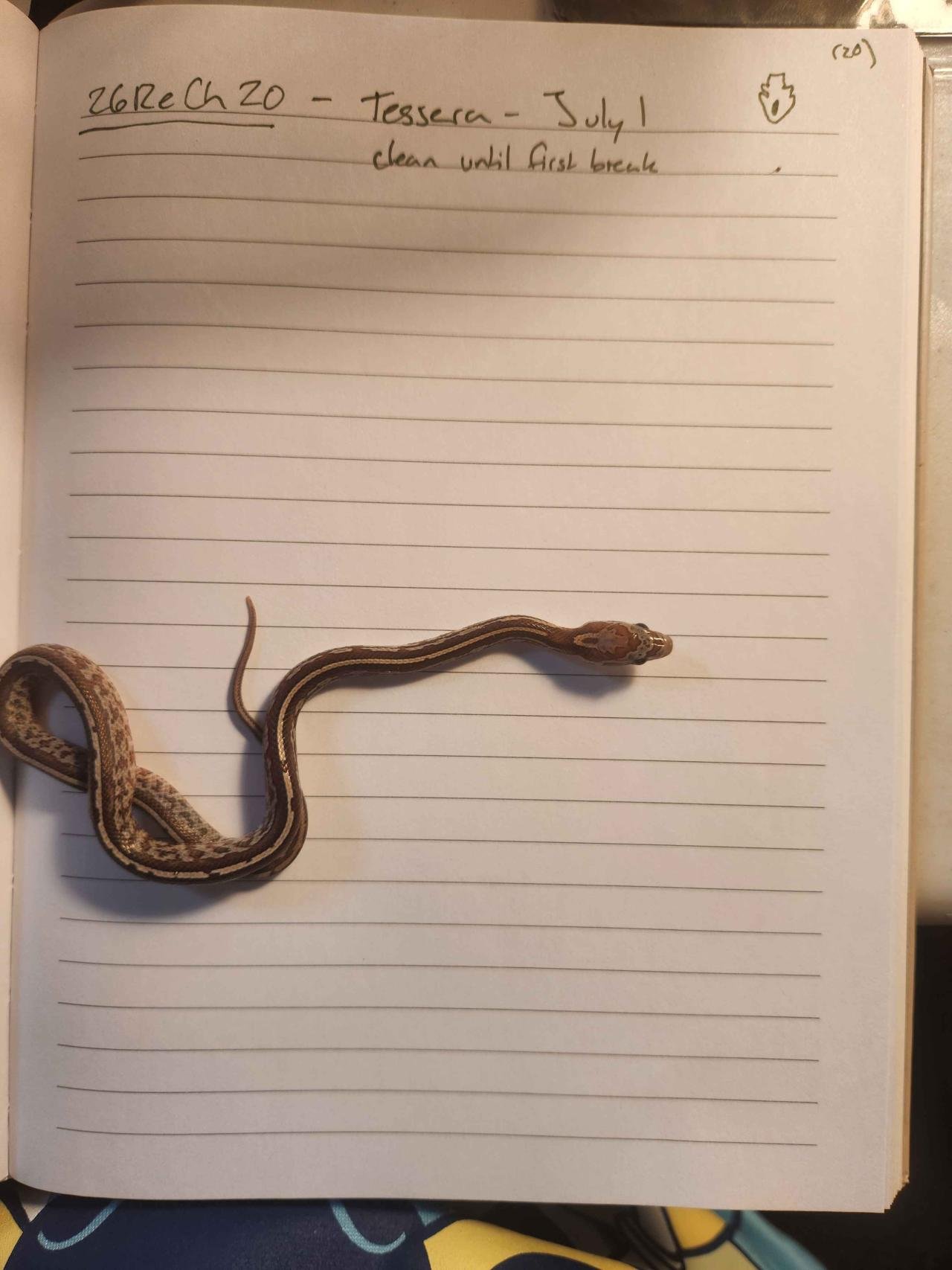 Tessera corn snake hatchling