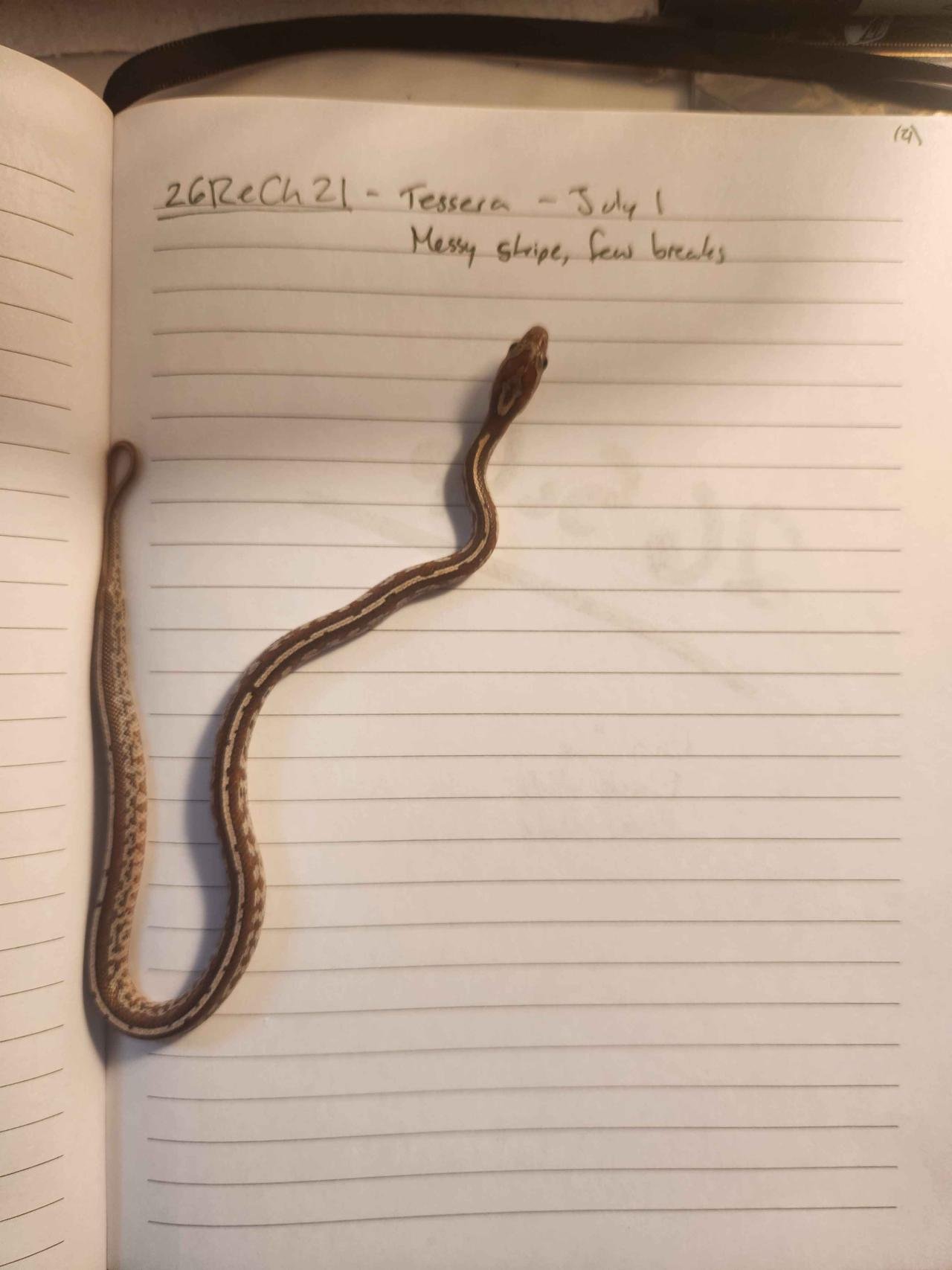 Tessera corn snake hatchling