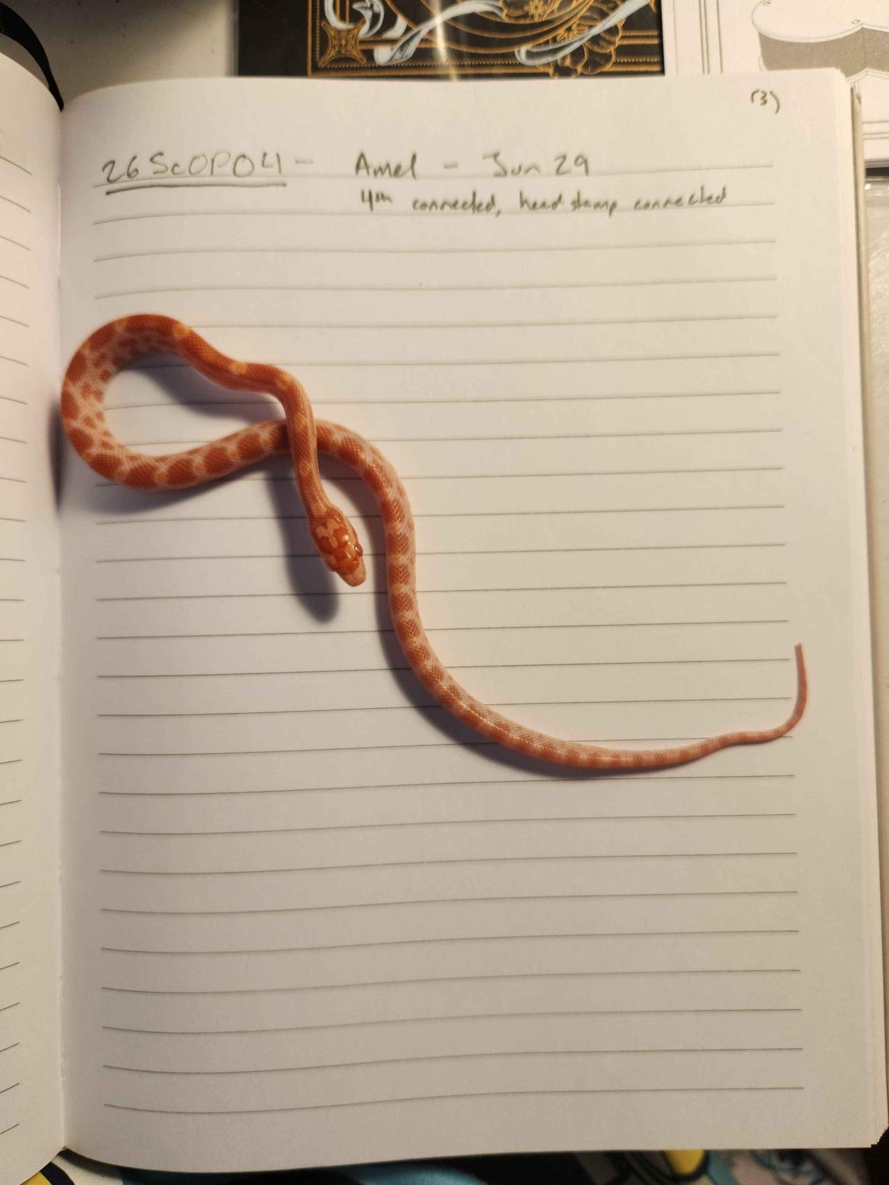 Amel corn snake hatchling