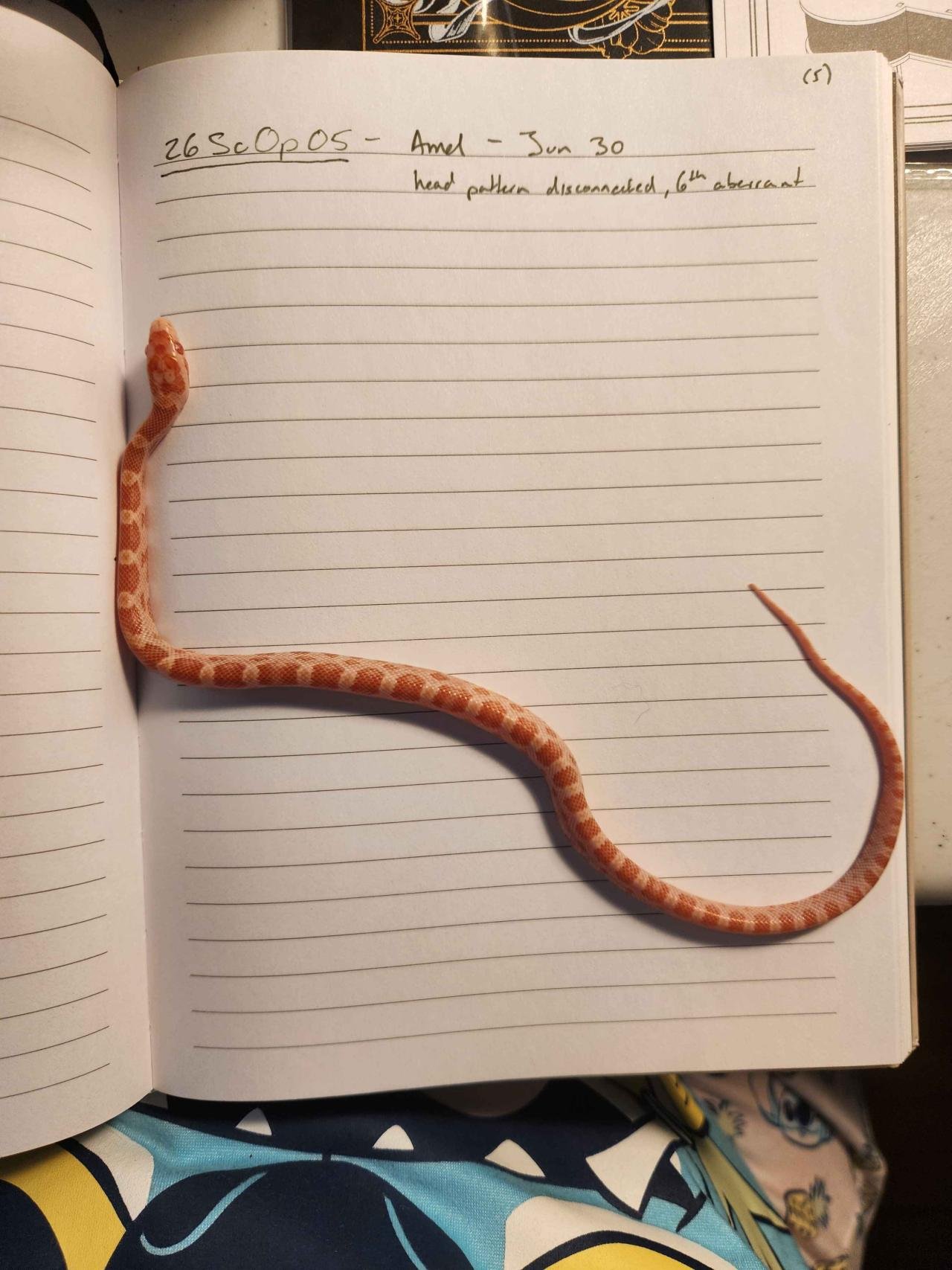Amel corn snake hatchling