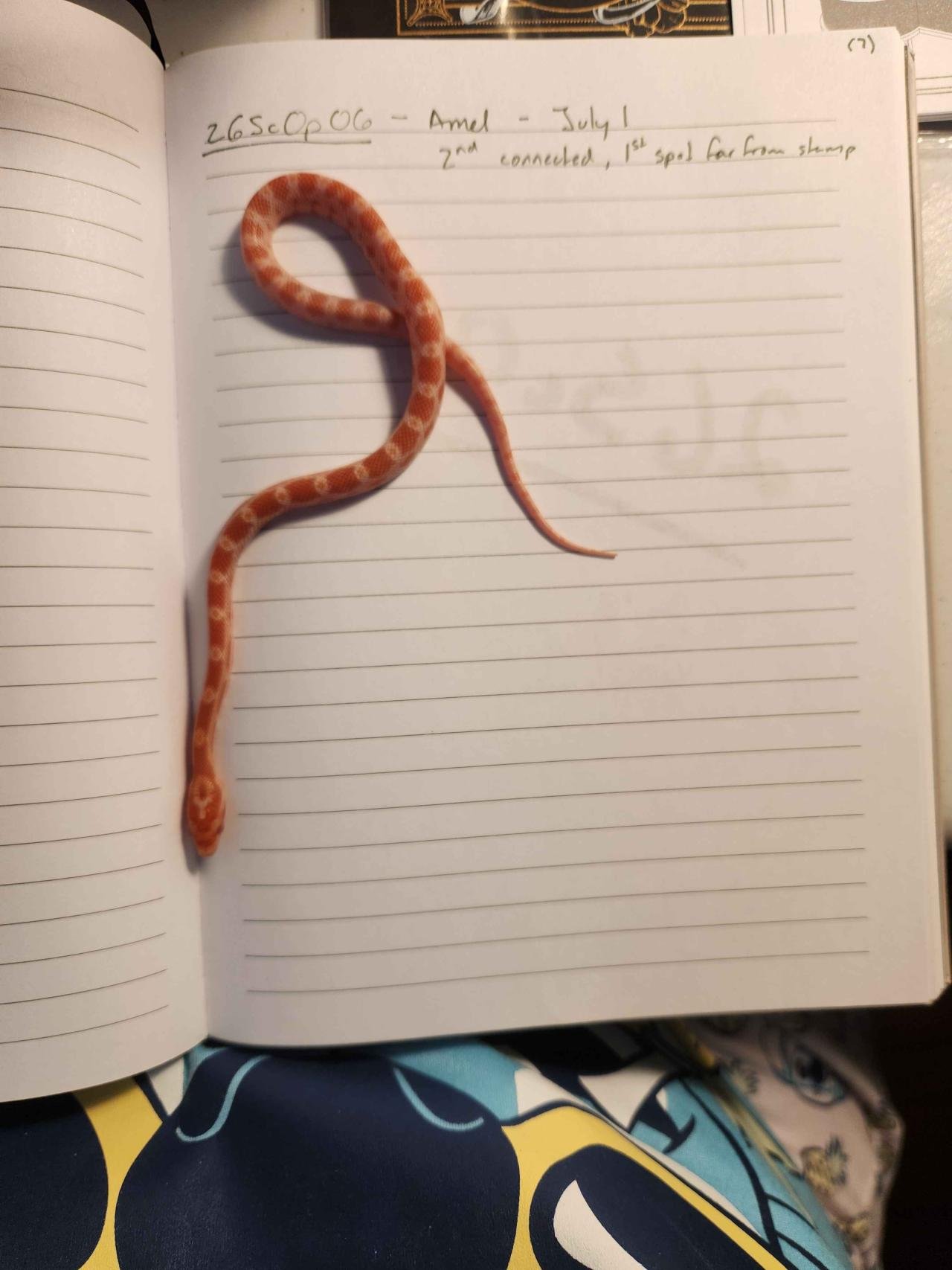 Amel corn snake hatchling