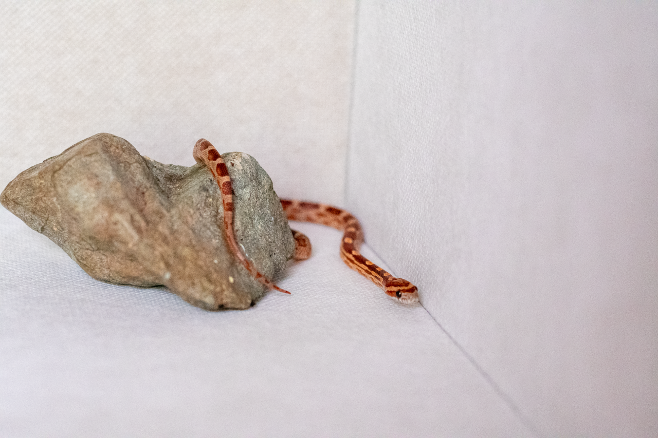 Motley corn snake hatchling