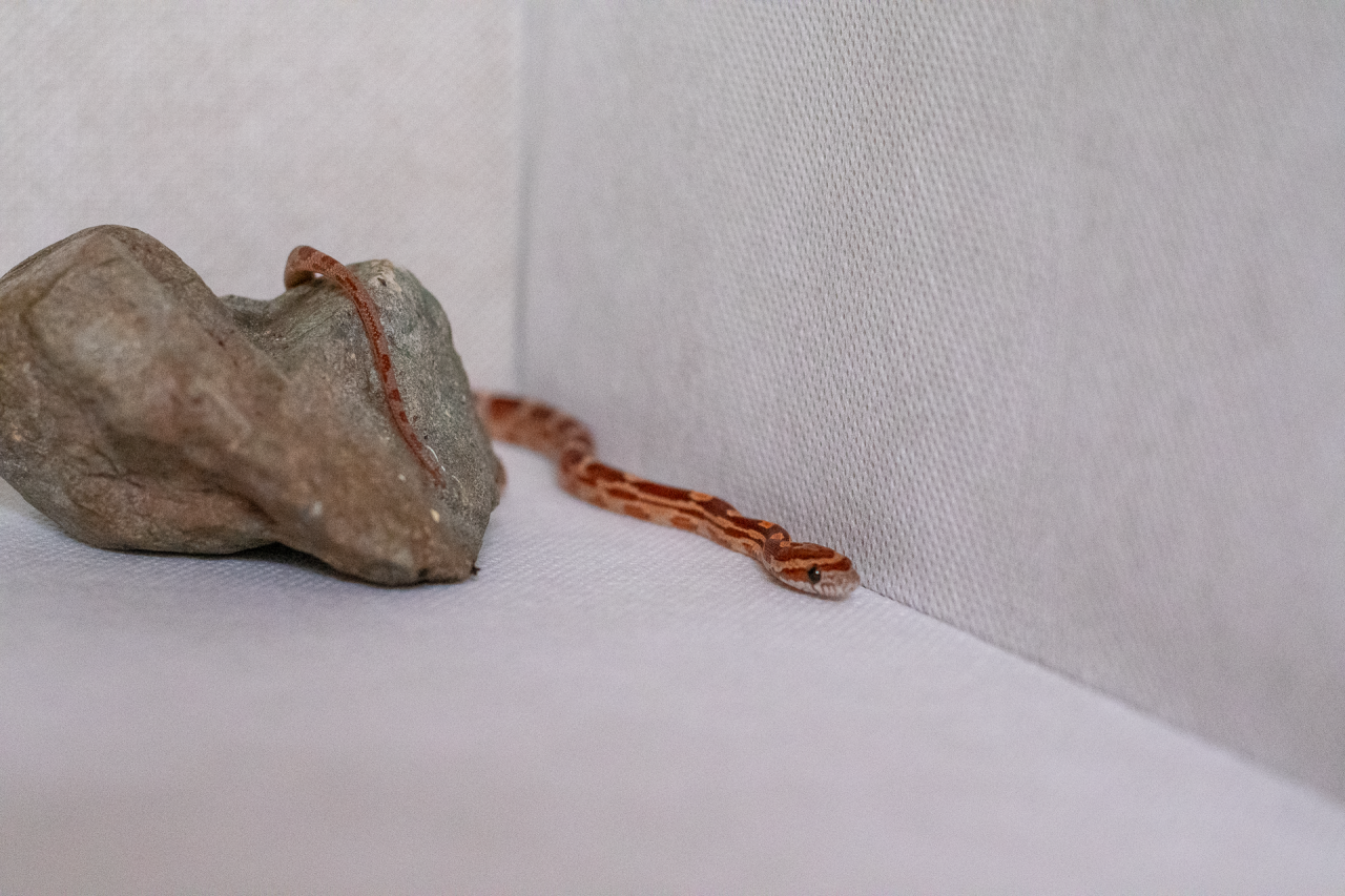 Motley corn snake hatchling