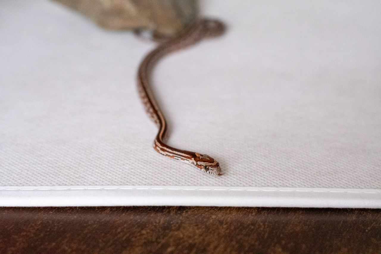 Tessera corn snake hatchling
