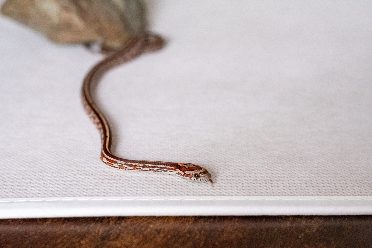 Tessera corn snake hatchling