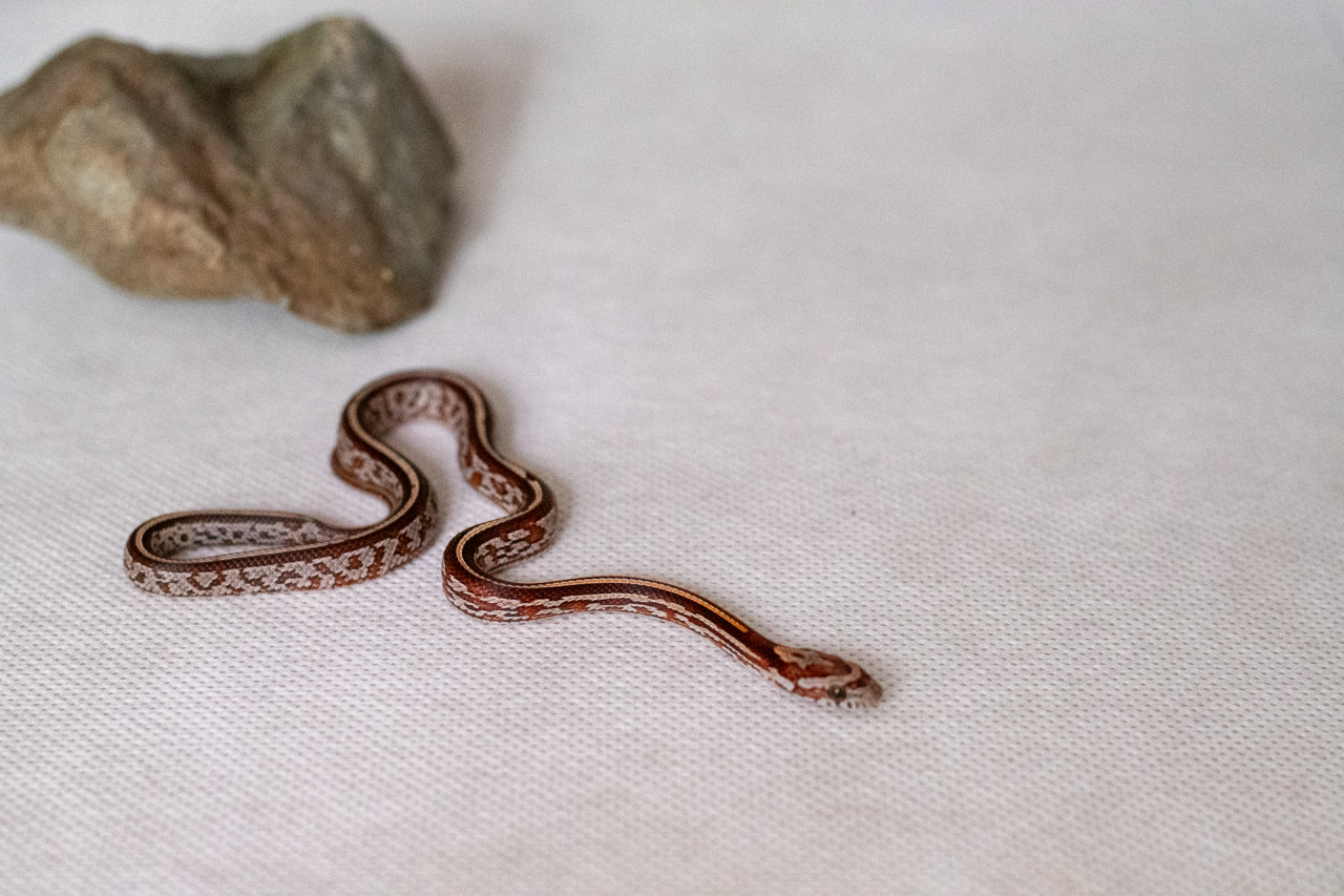 Tessera corn snake hatchling