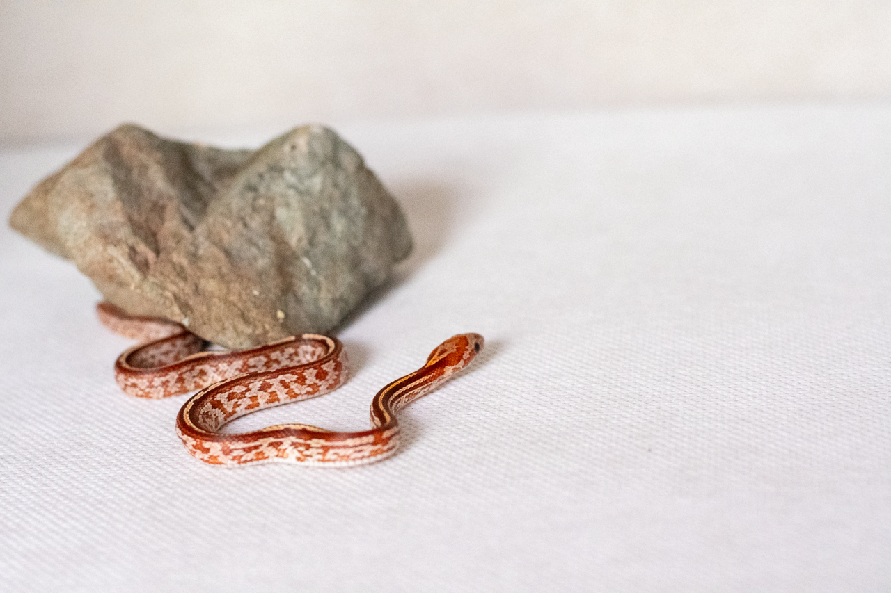 Tessera corn snake hatchling