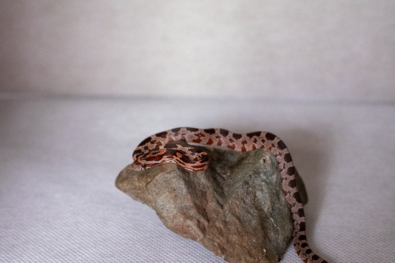 Normal corn snake hatchling