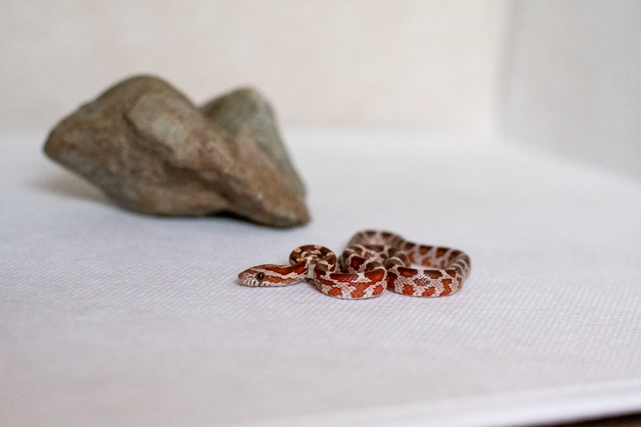 Normal corn snake hatchling
