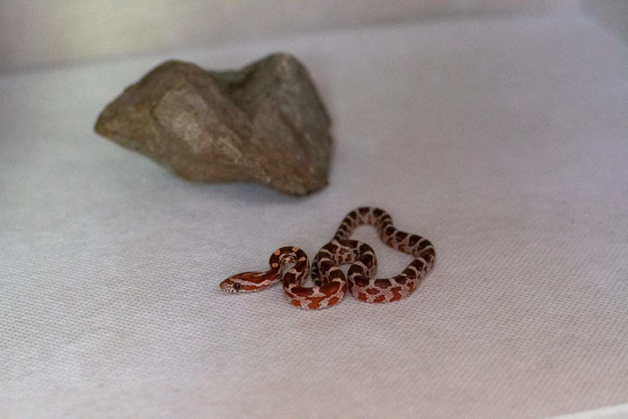Normal corn snake hatchling