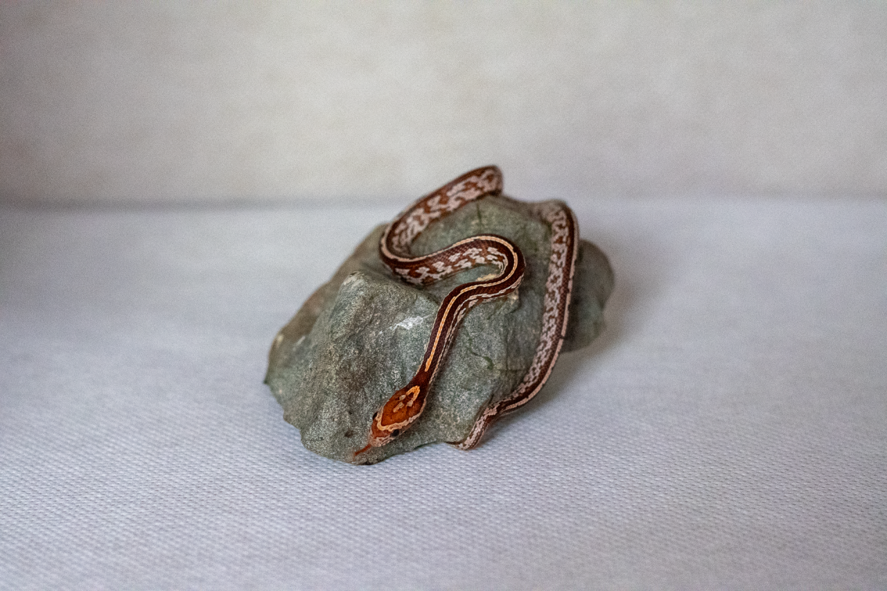 Tessera corn snake hatchling