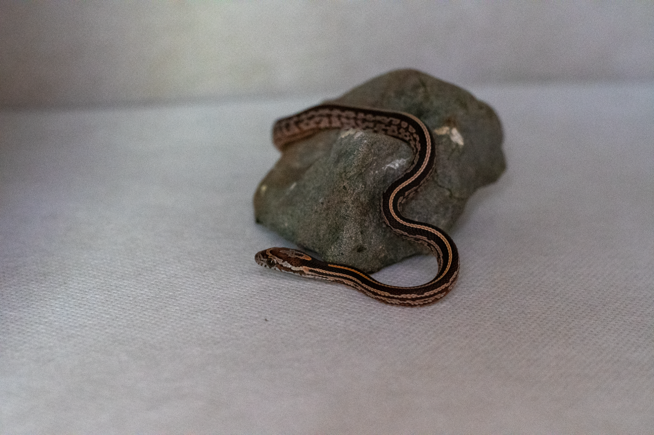 Tessera corn snake hatchling