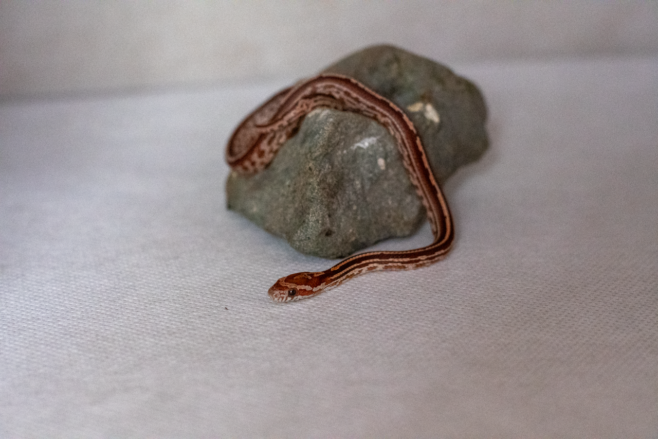 Tessera corn snake hatchling