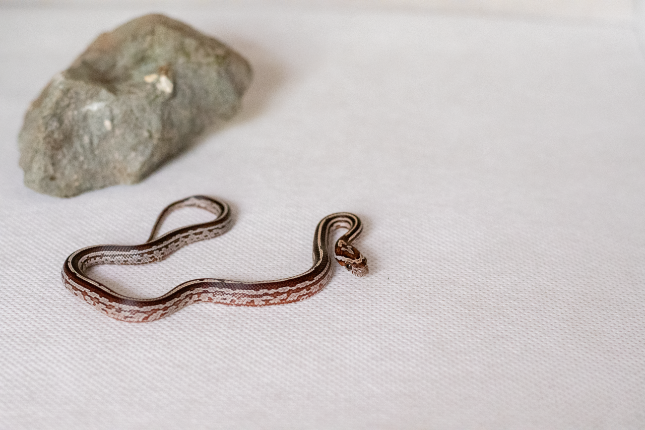 Tessera corn snake hatchling
