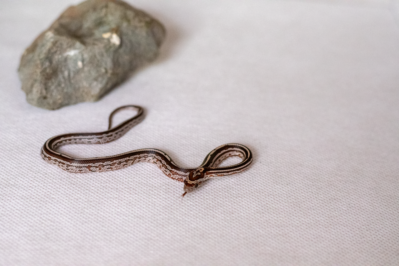 Tessera corn snake hatchling