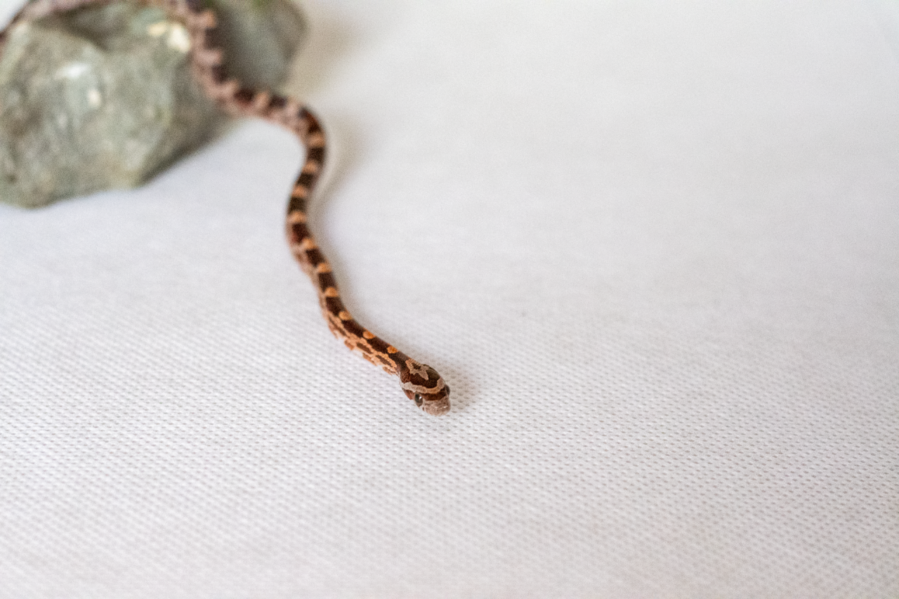 Normal corn snake hatchling