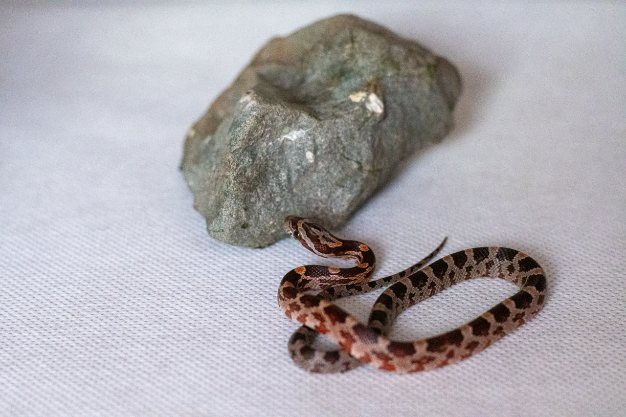 Normal corn snake hatchling