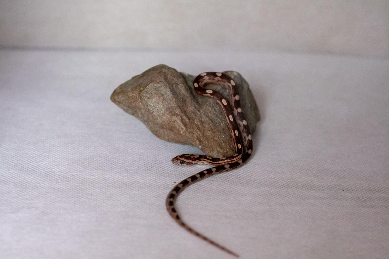 Motley corn snake hatchling