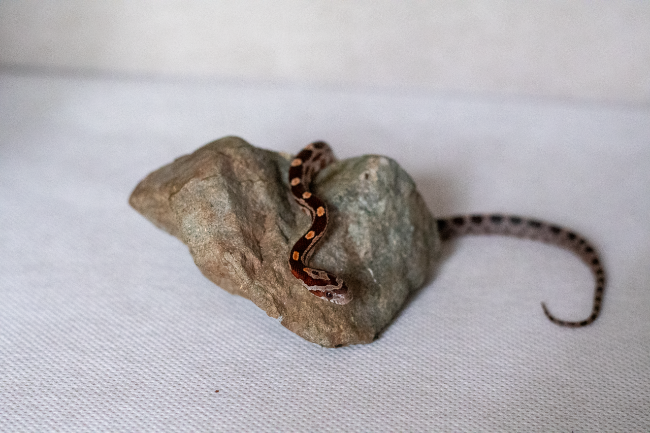 Normal corn snake hatchling
