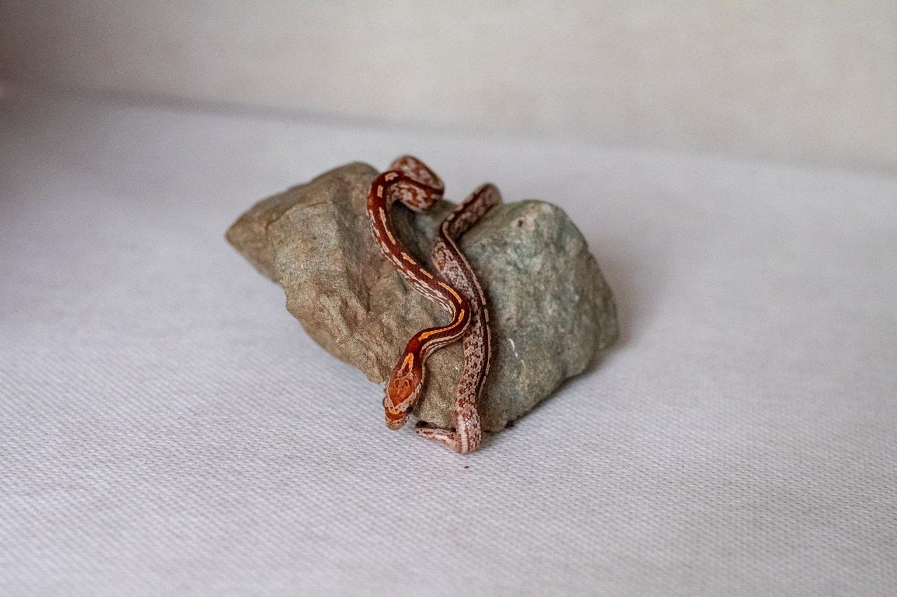 Tessera corn snake hatchling