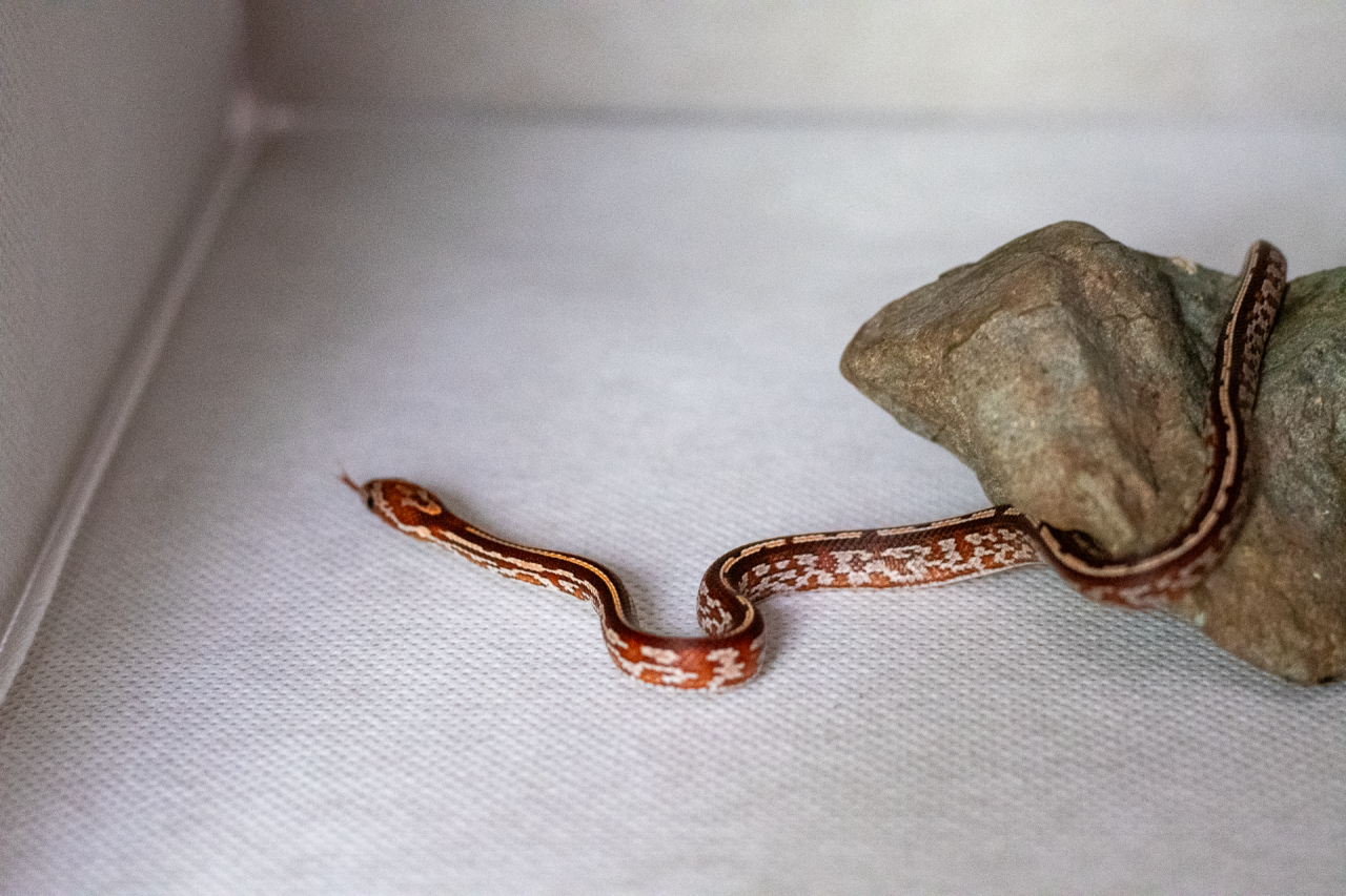 Tessera corn snake hatchling