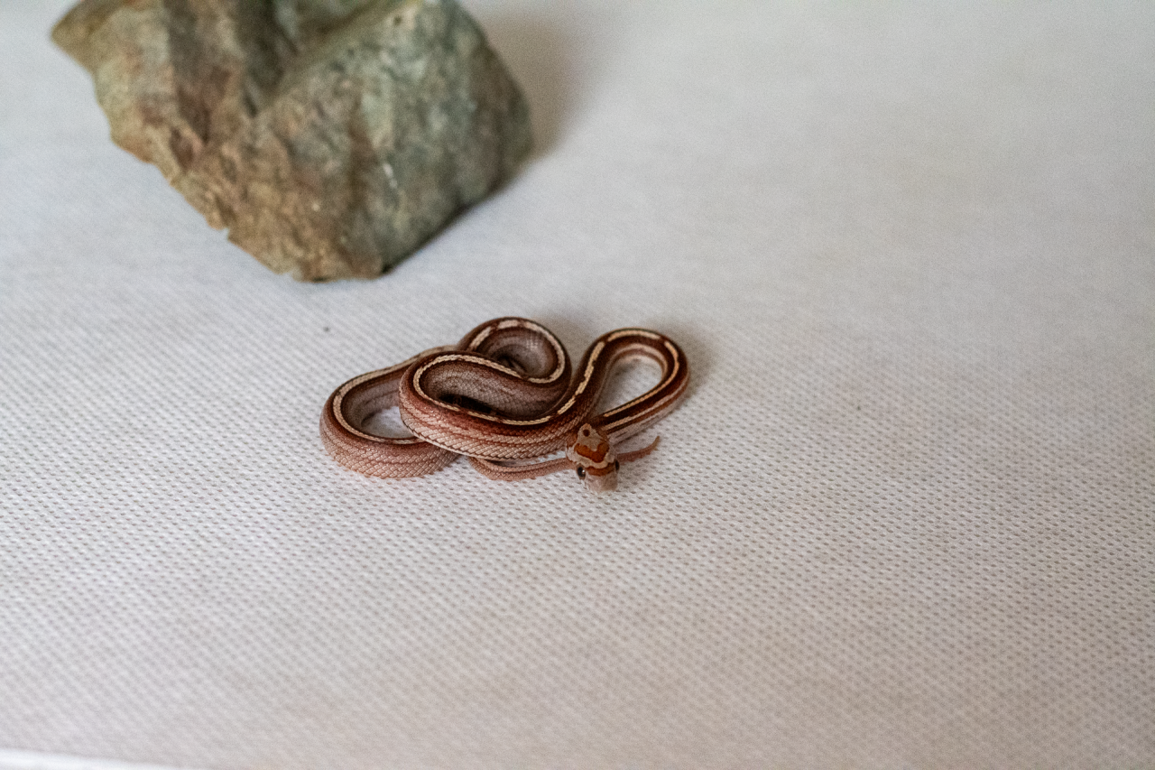 Motley tessera corn snake hatchling
