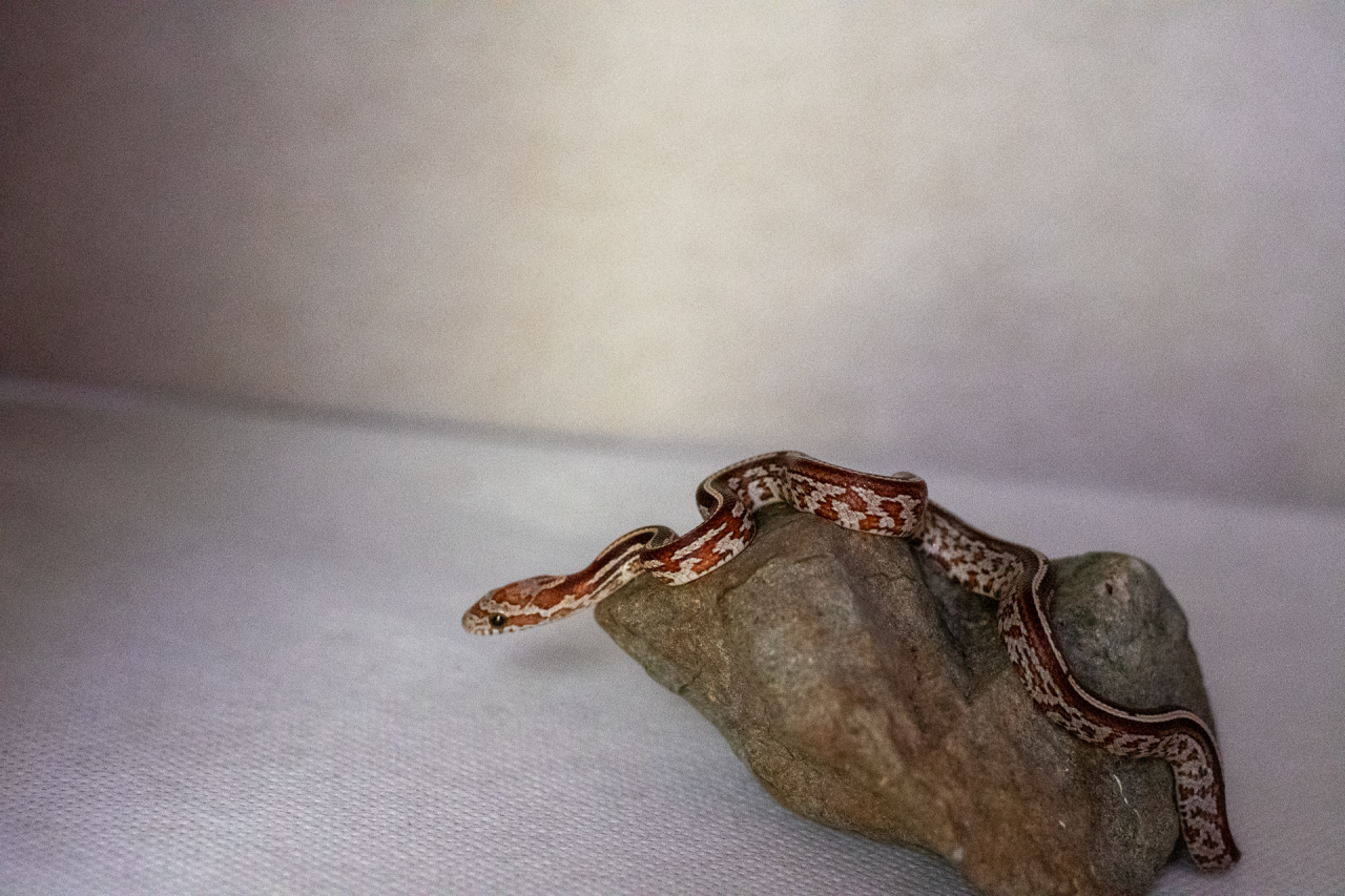 Tessera corn snake hatchling