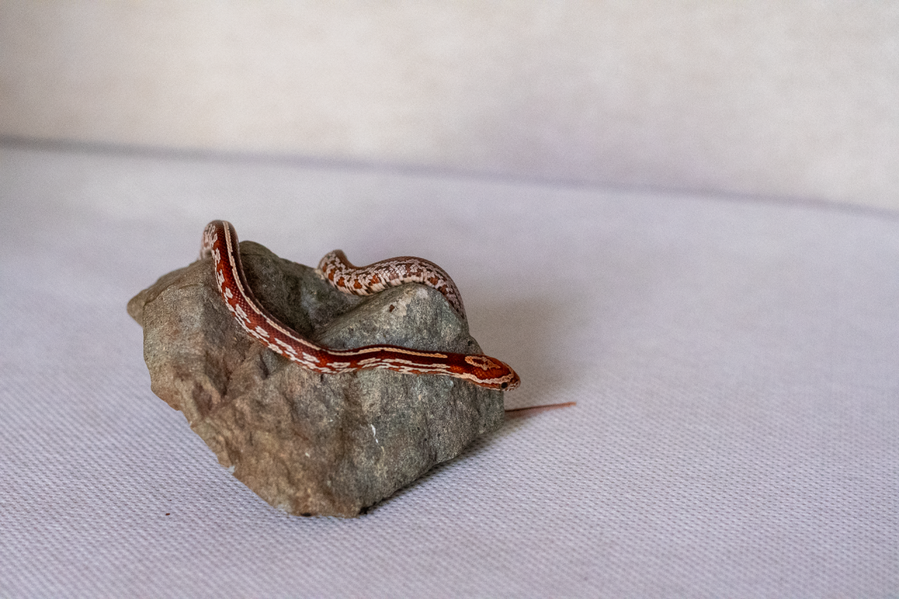 Tessera corn snake hatchling
