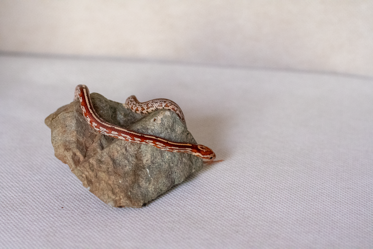 Tessera corn snake hatchling
