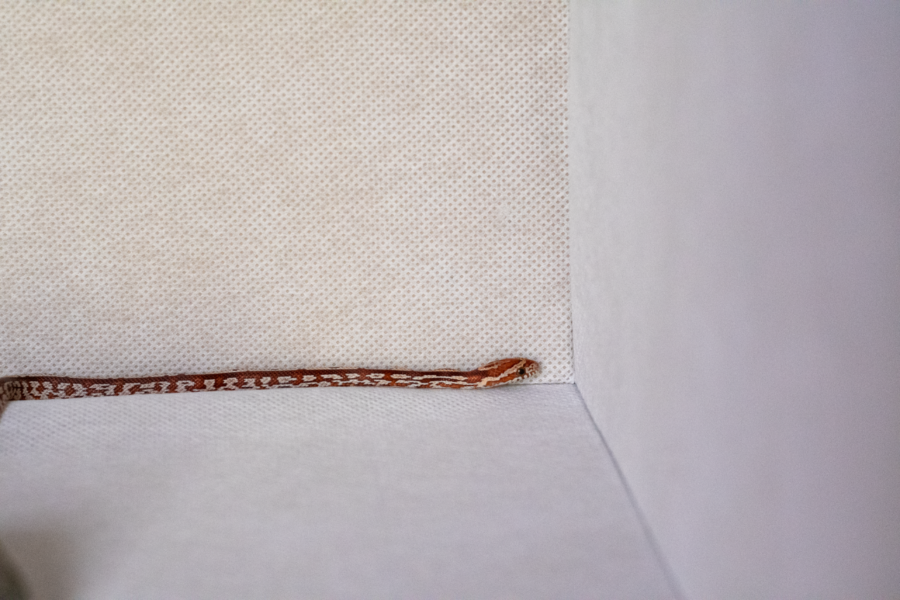 Tessera corn snake hatchling
