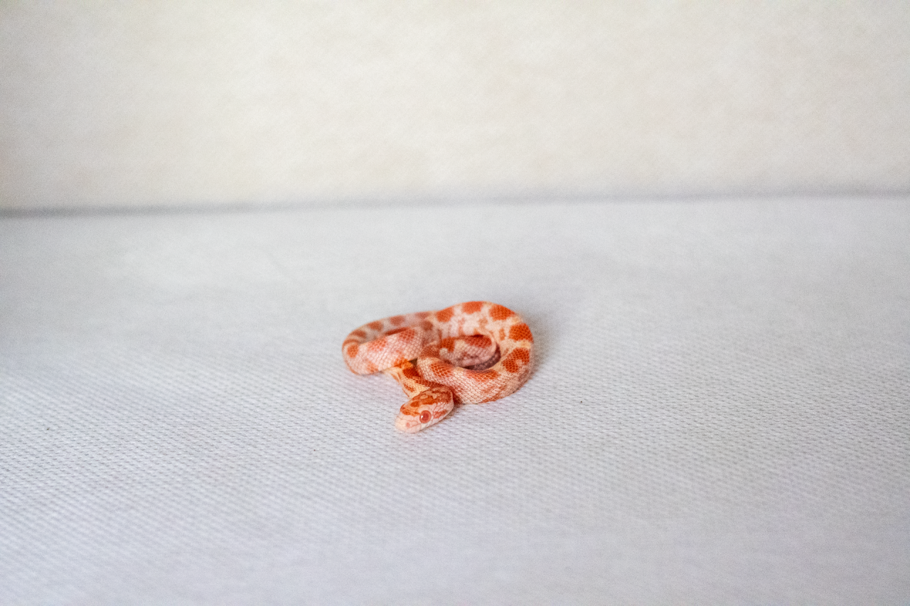 Amelanistic corn snake hatchling