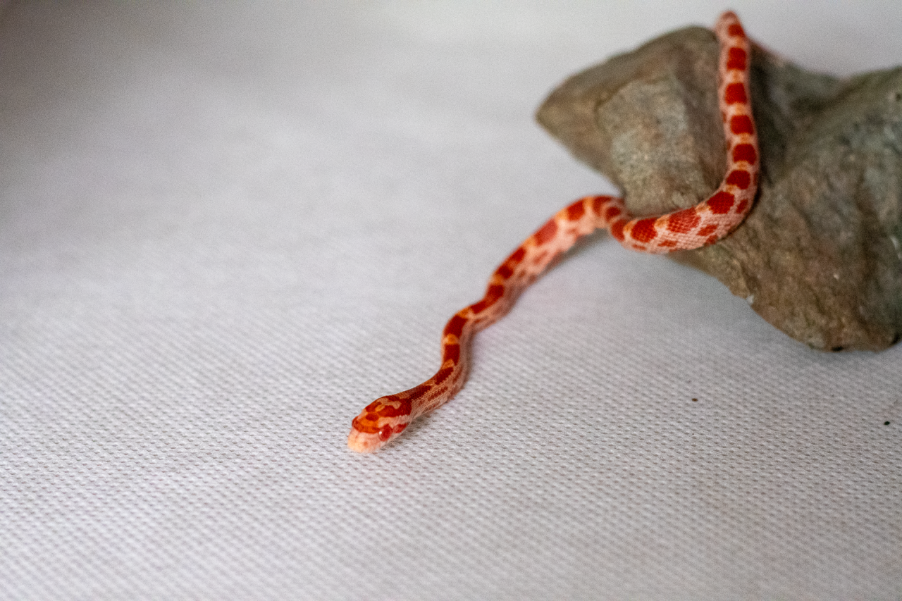 Amelanistic corn snake hatchling