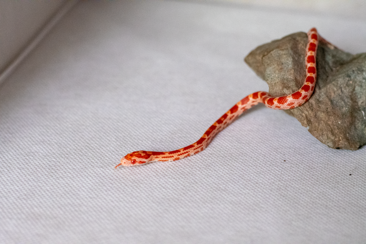 Amelanistic corn snake hatchling