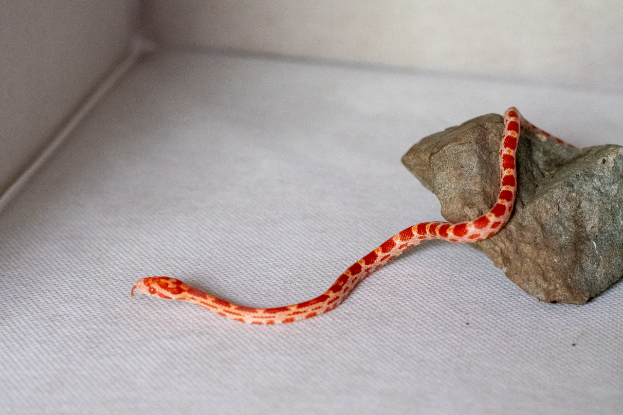 Amelanistic corn snake hatchling
