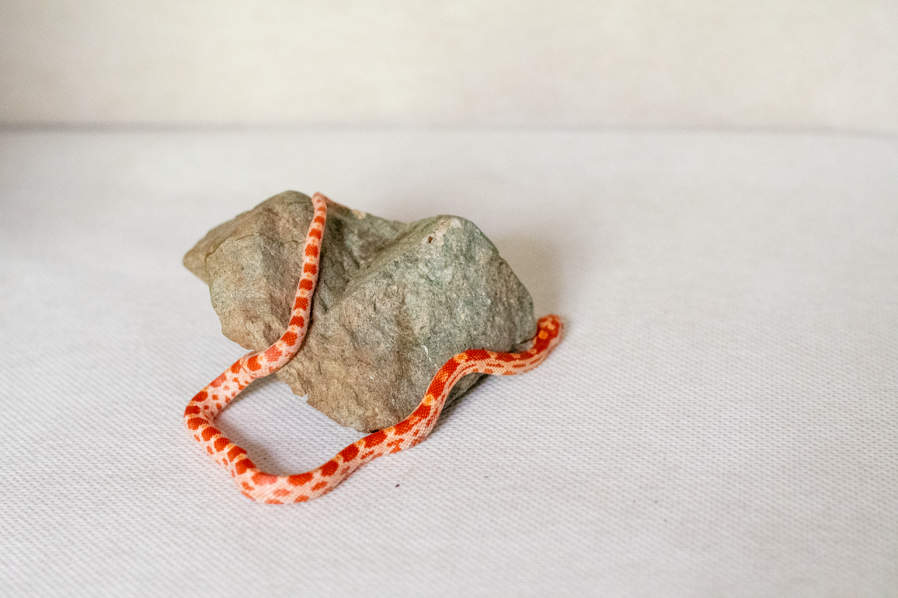Amelanistic corn snake hatchling