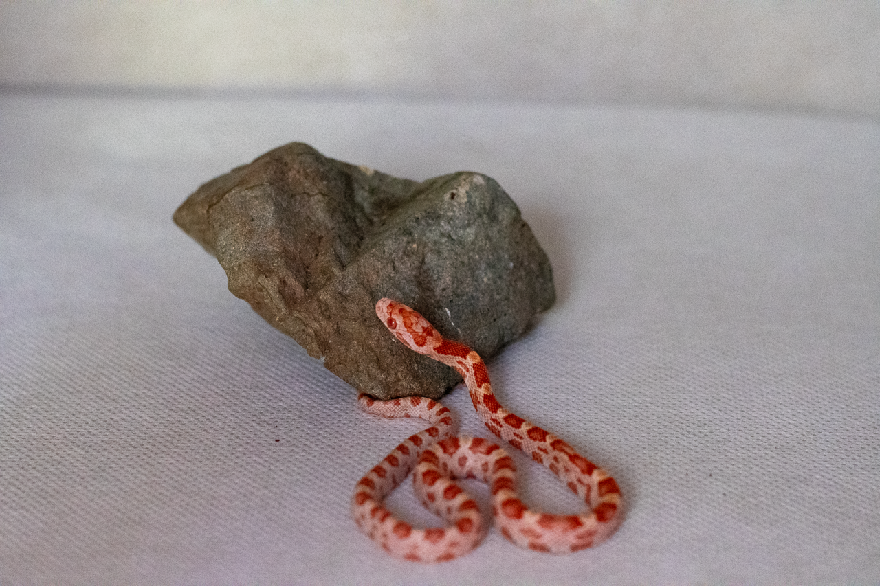 Amelanistic corn snake hatchling