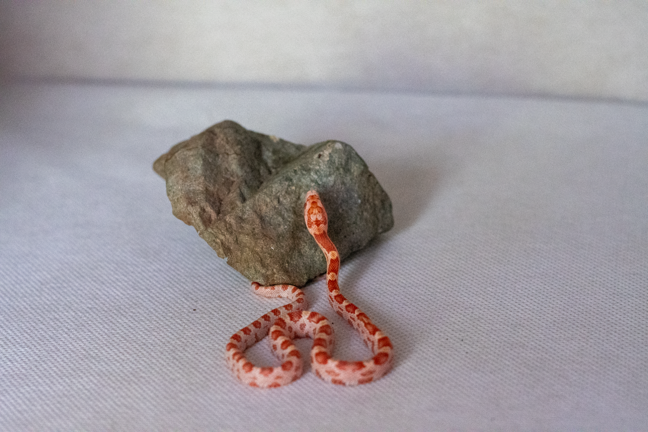 Amelanistic corn snake hatchling