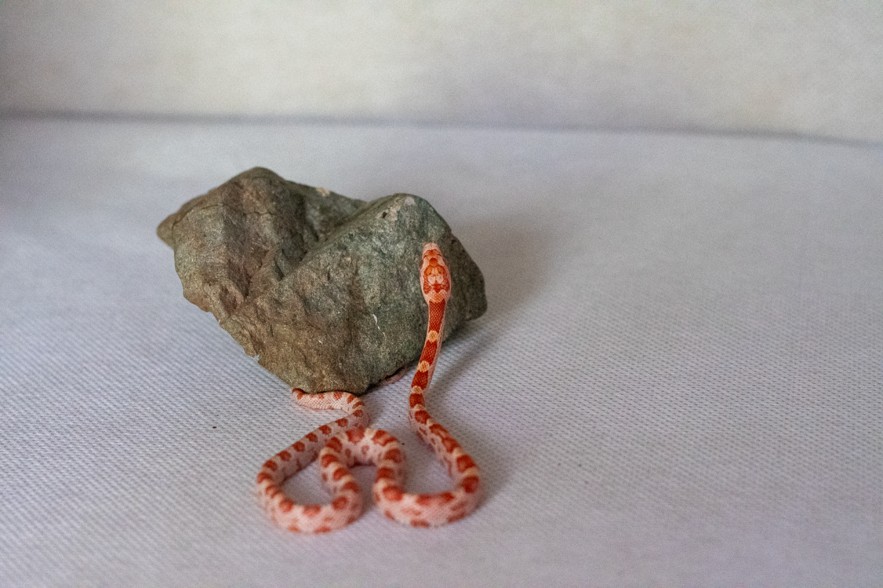 Amelanistic corn snake hatchling