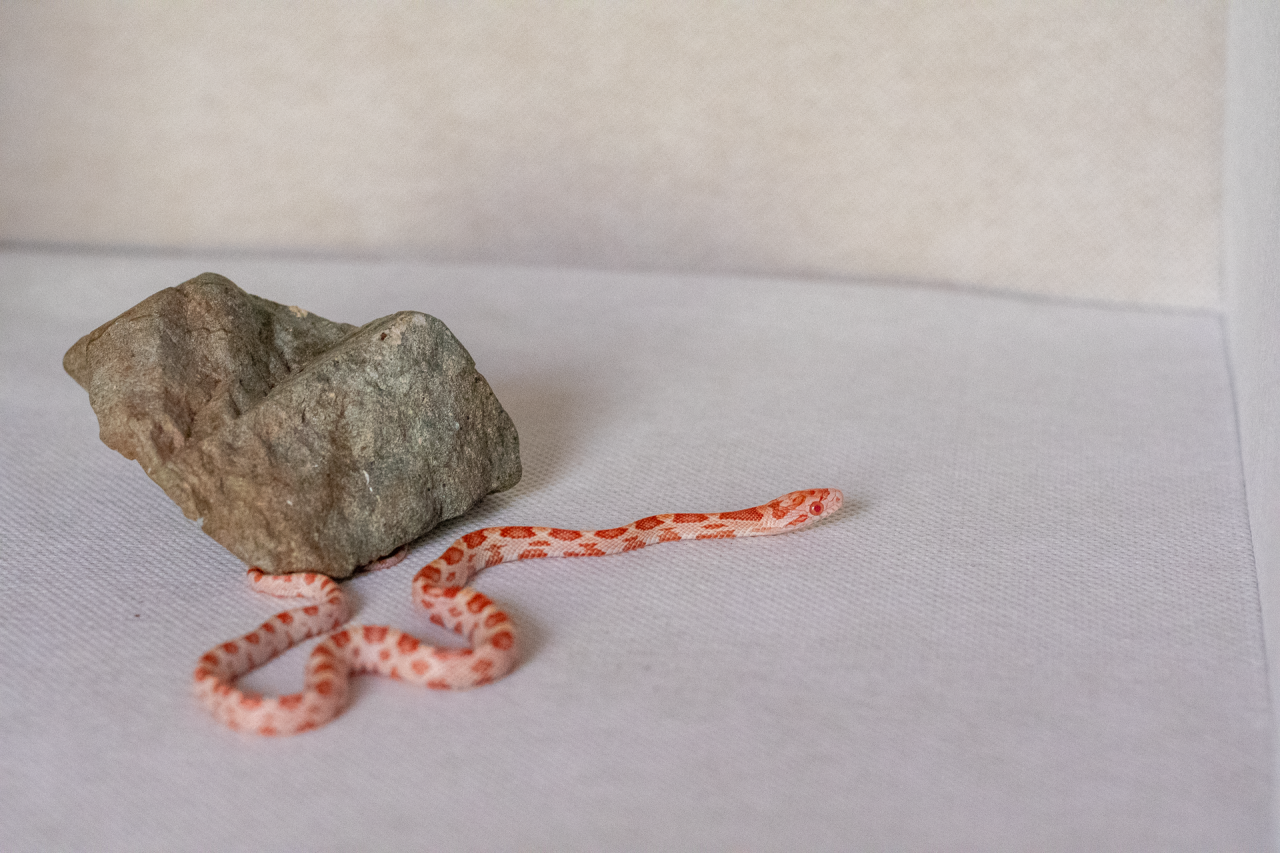 Amelanistic corn snake hatchling