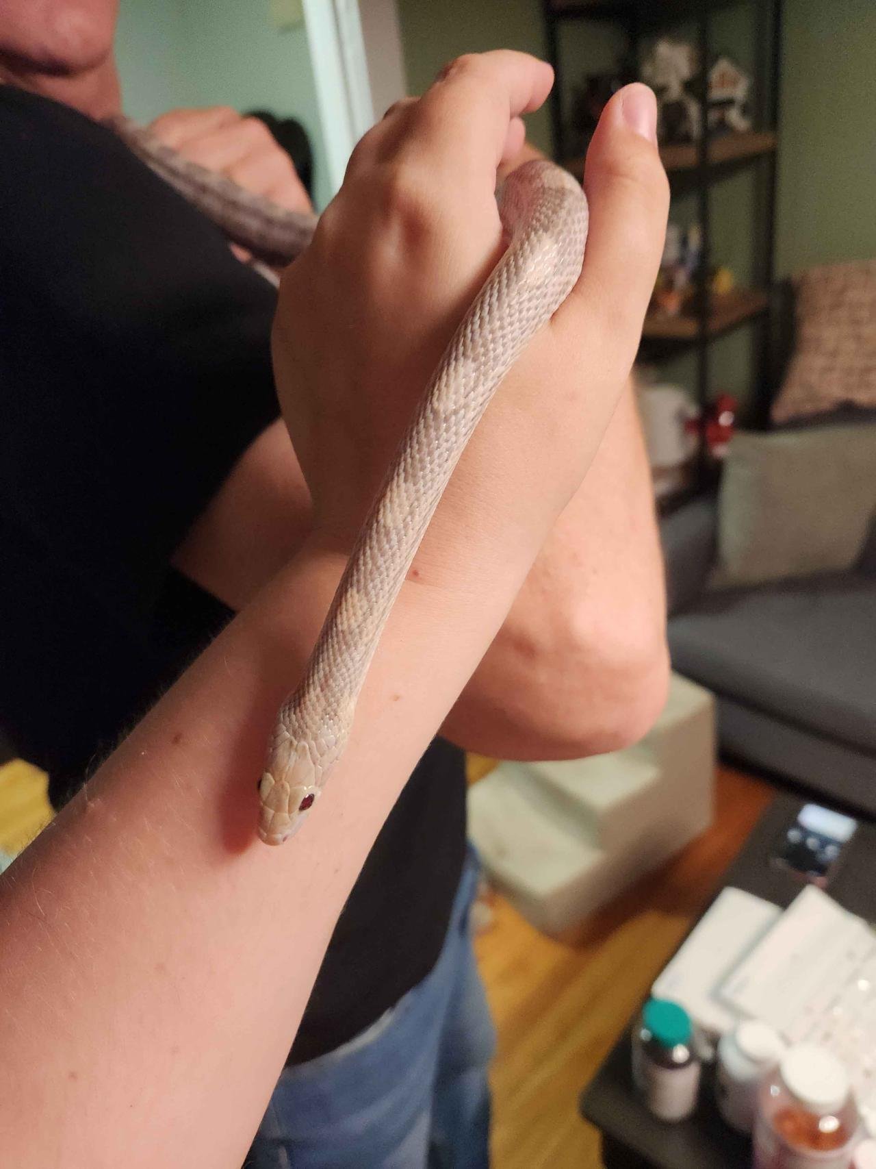 hypo lavender corn snake