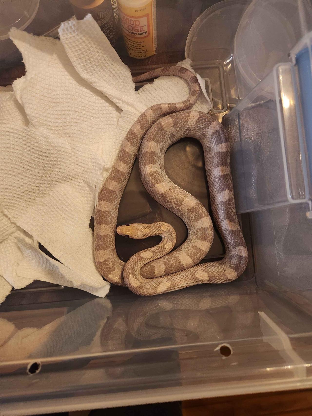 hypo lavender corn snake