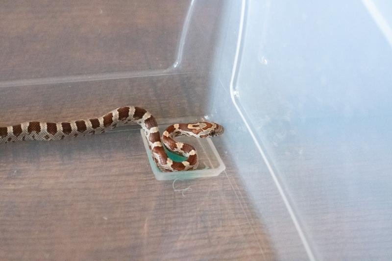 A normal corn snake