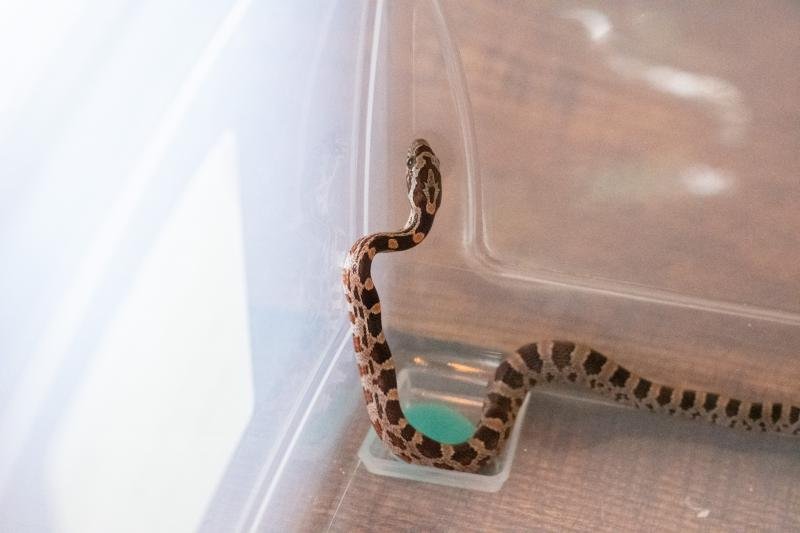 A normal corn snake